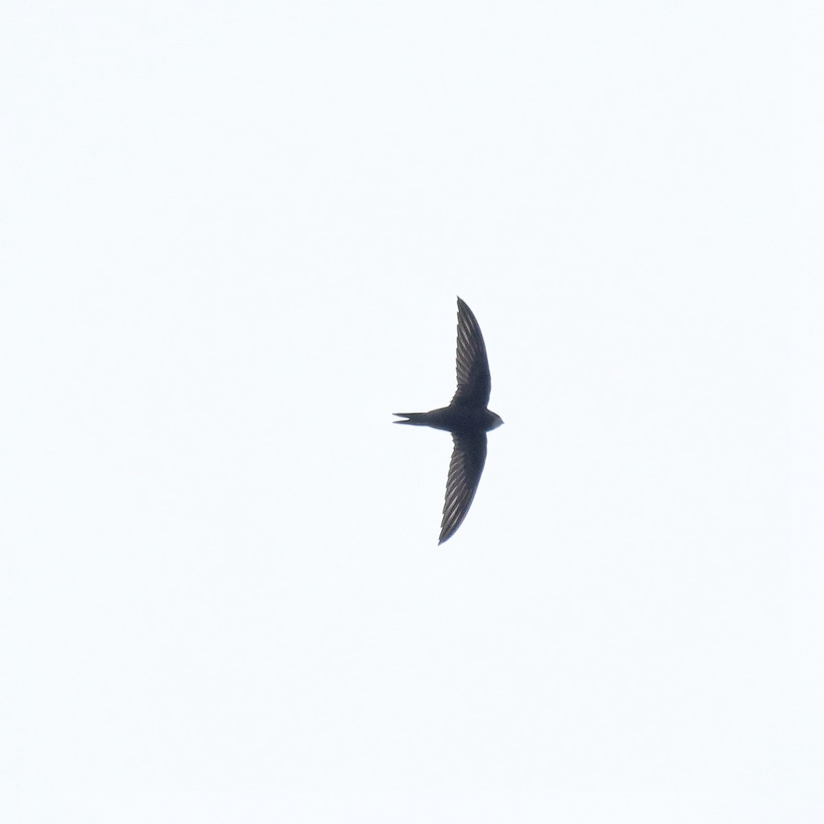 Common Swift - ML625983234