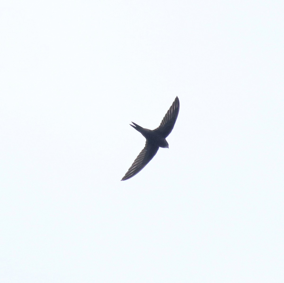 Common Swift - ML625983235