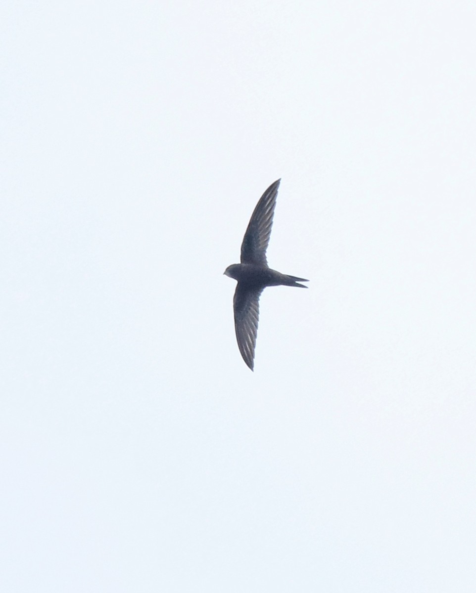 Common Swift - ML625983236