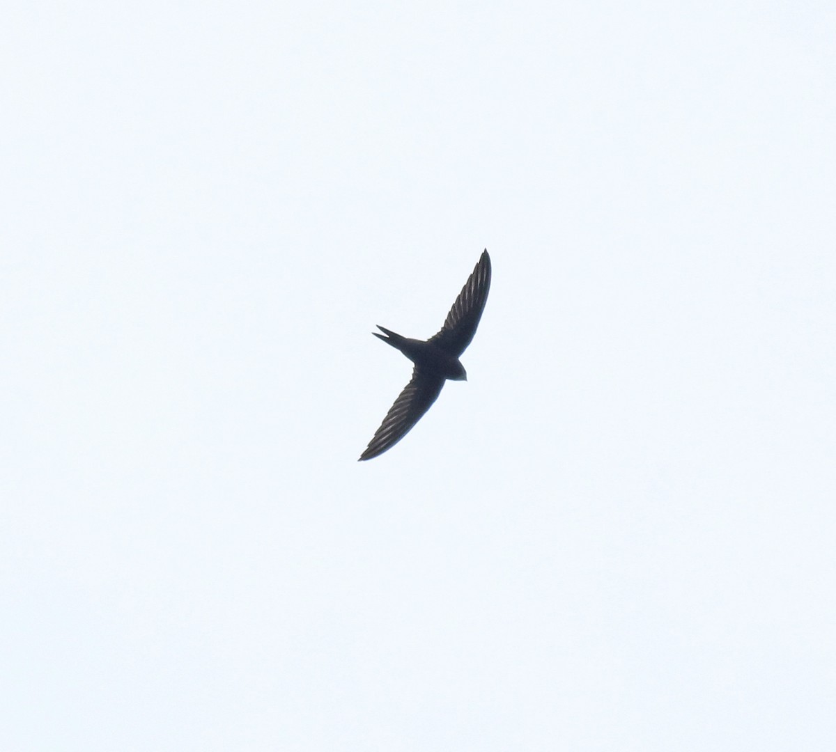 Common Swift - ML625983237