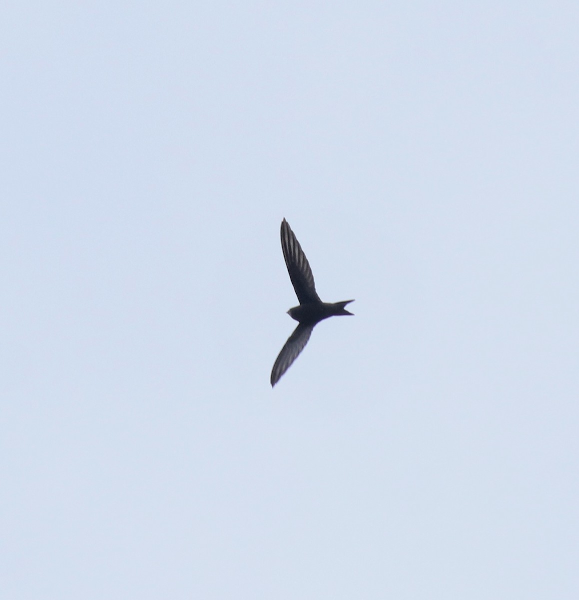 Common Swift - ML625983238