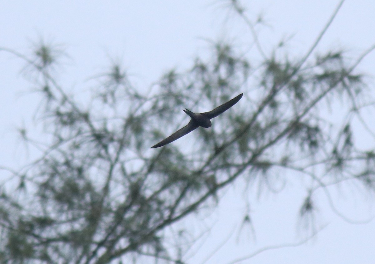 Common Swift - ML625983239