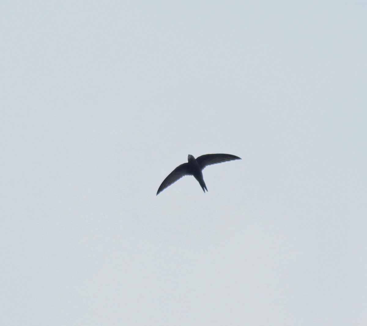 Common Swift - ML625983240