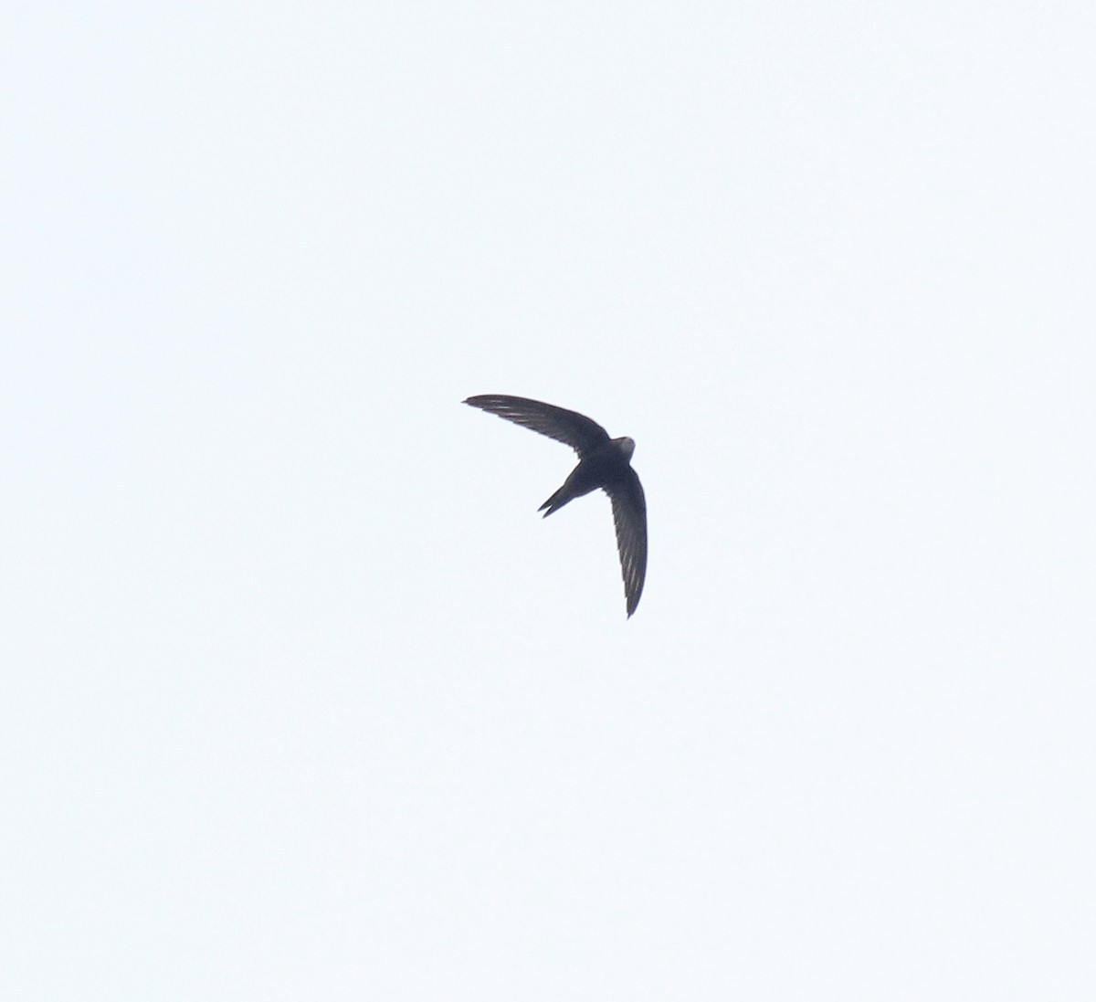 Common Swift - ML625983241