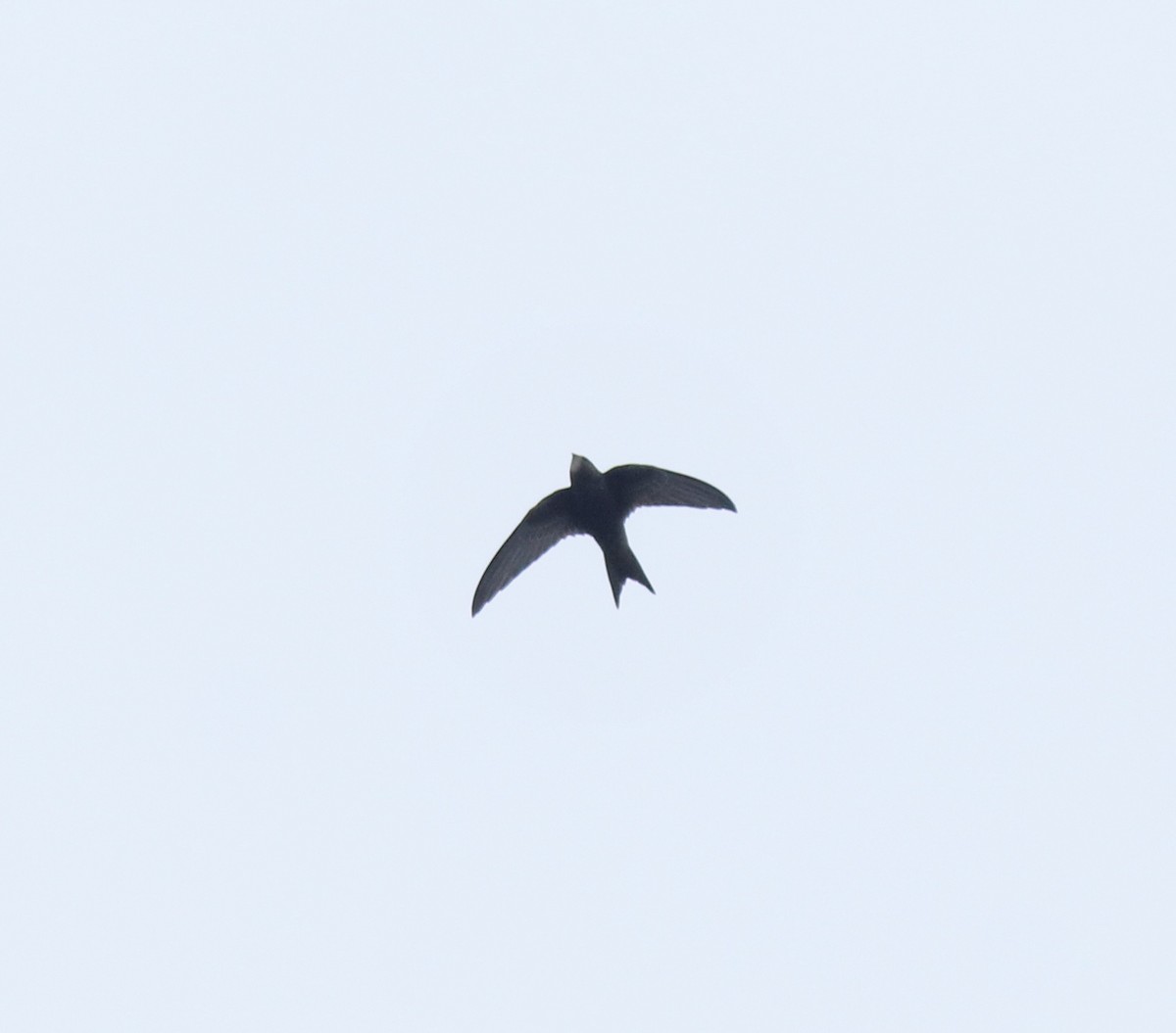 Common Swift - ML625983242