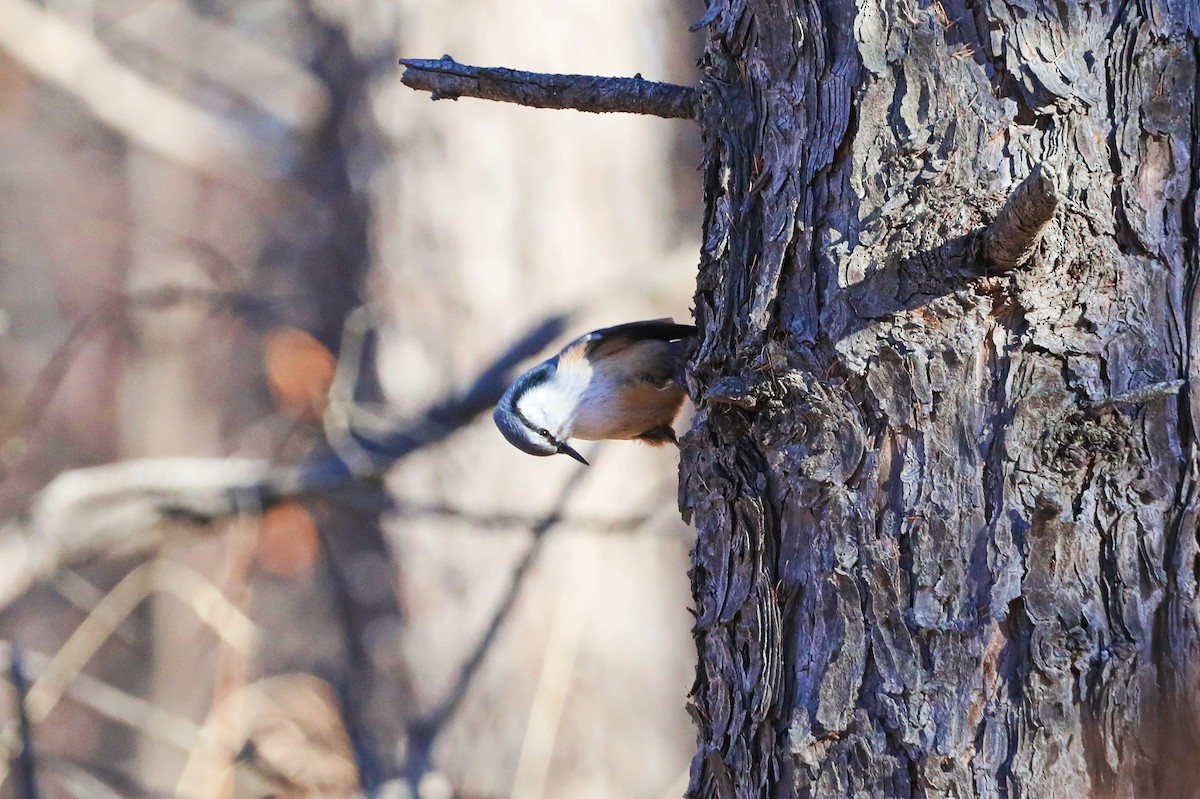 Eurasian Nuthatch (Buff-bellied) - ML625983529