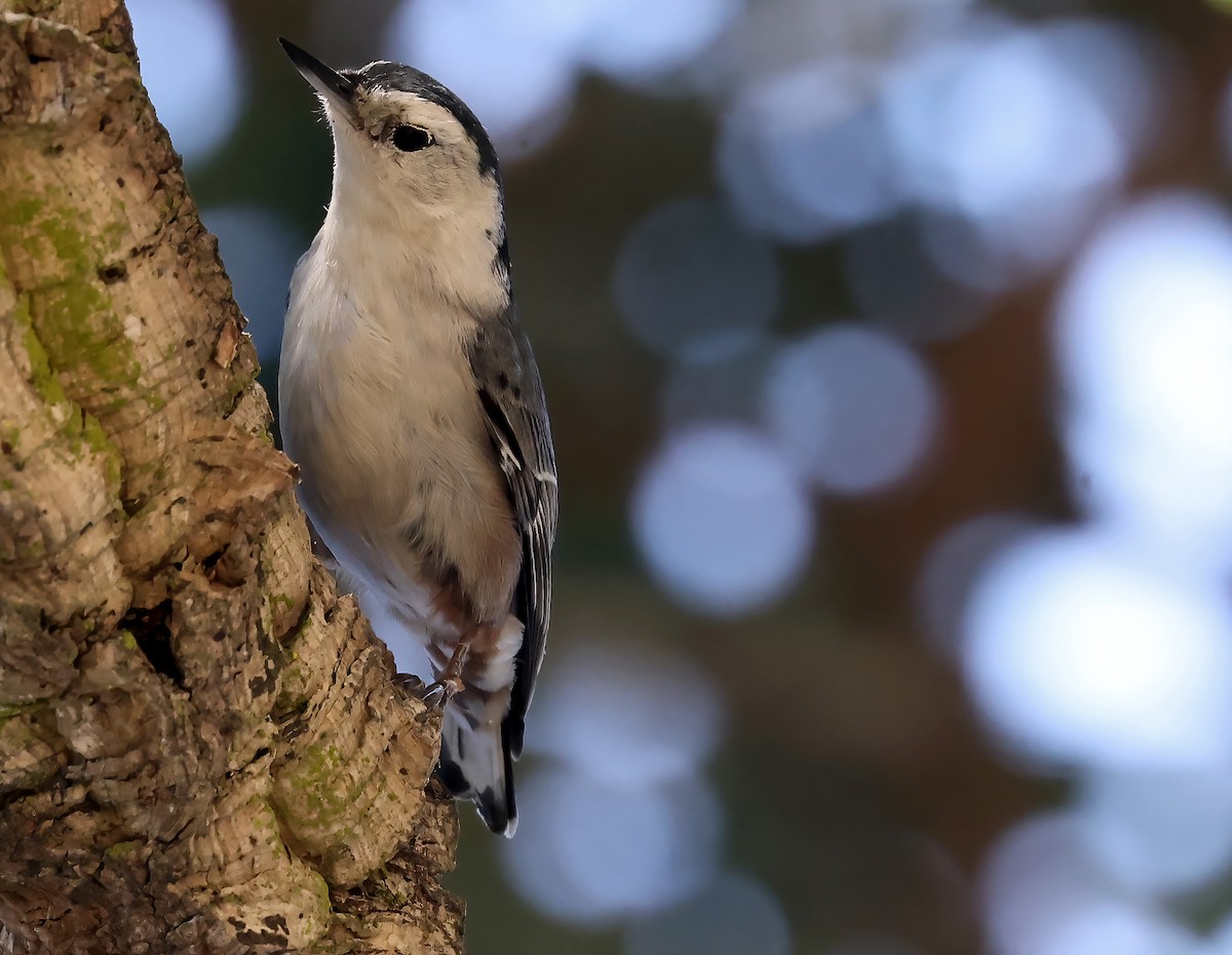 White-breasted Nuthatch - ML625983663