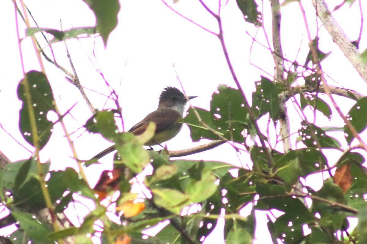 Dusky-capped Flycatcher - ML625983675