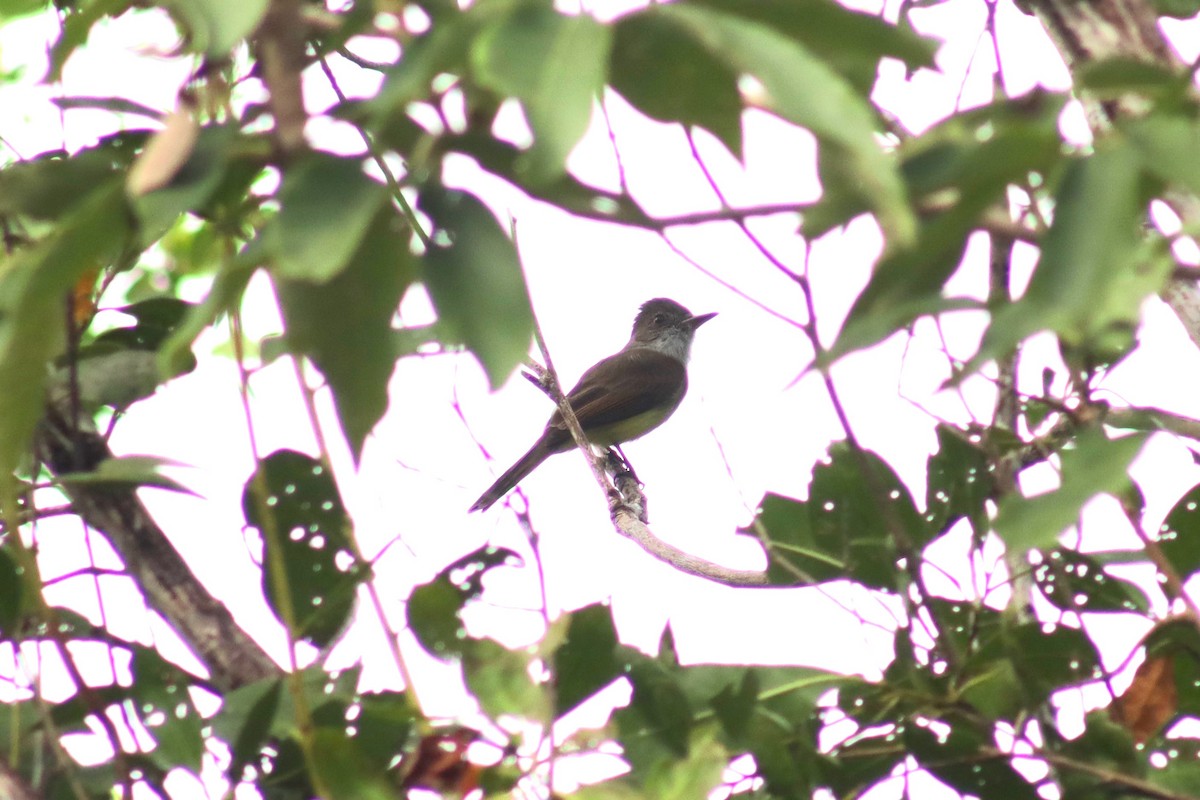 Dusky-capped Flycatcher - ML625983676