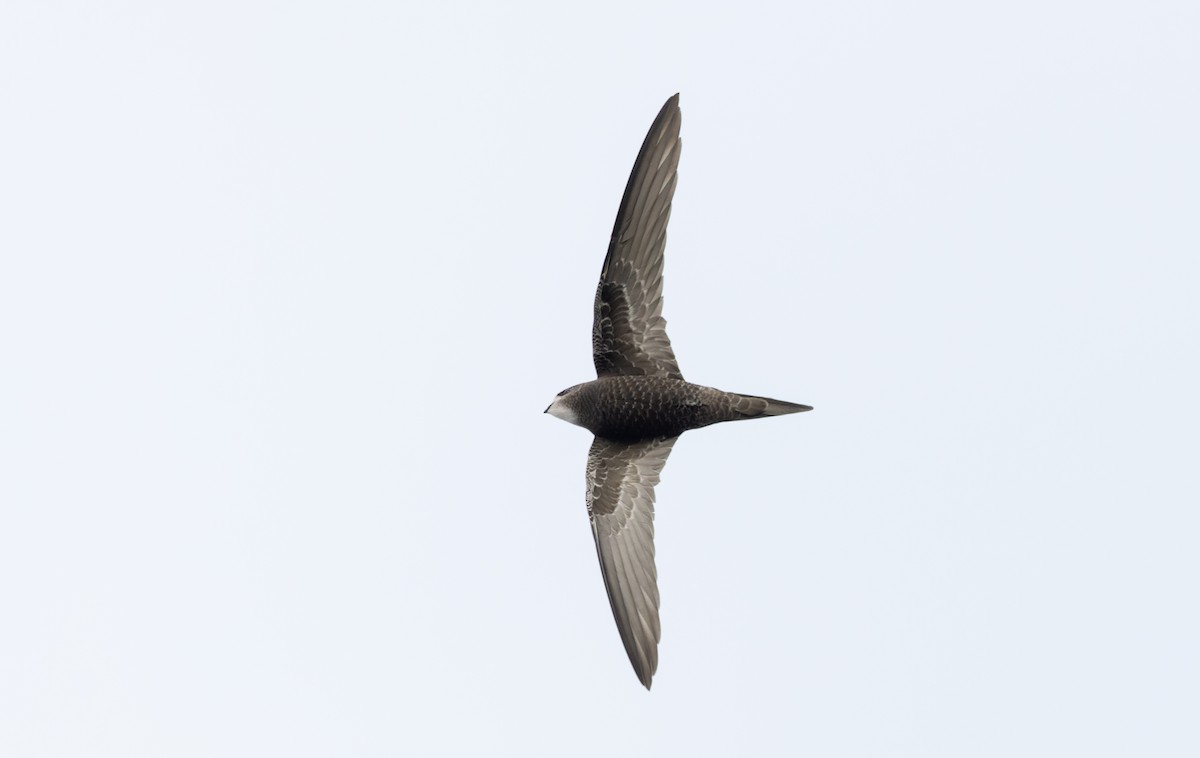 Common Swift - ML625983750