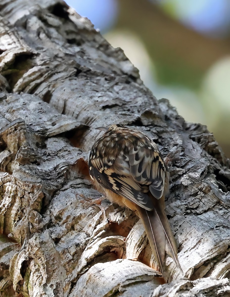 Brown Creeper - ML625984296