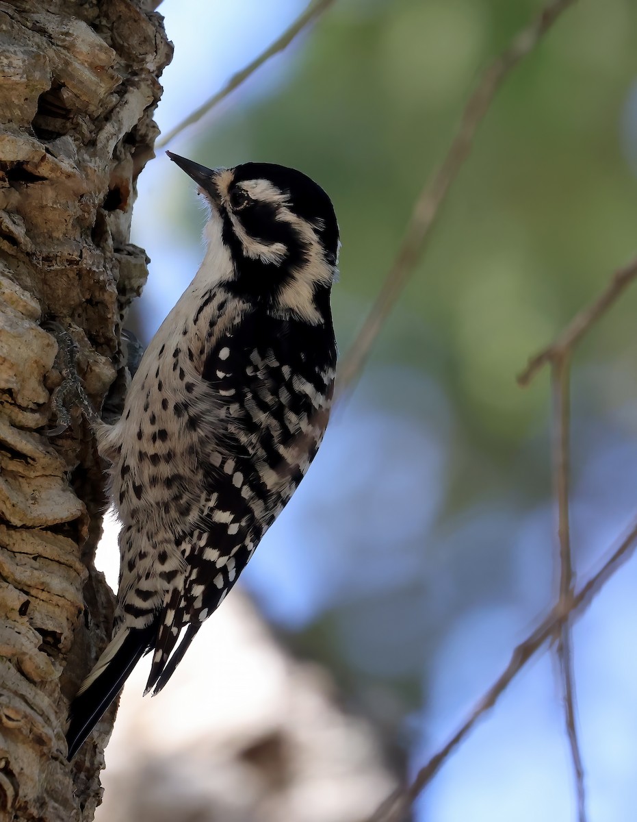 Nuttall's Woodpecker - ML625984438