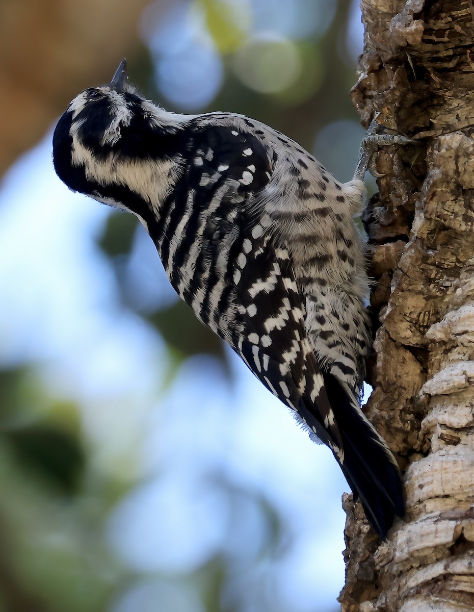 Nuttall's Woodpecker - ML625984553