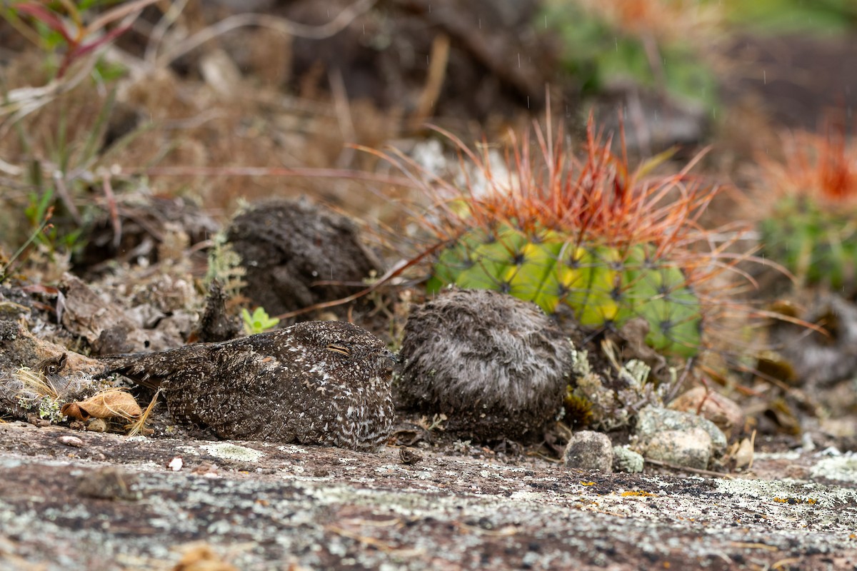 Pygmy Nightjar - ML625984610