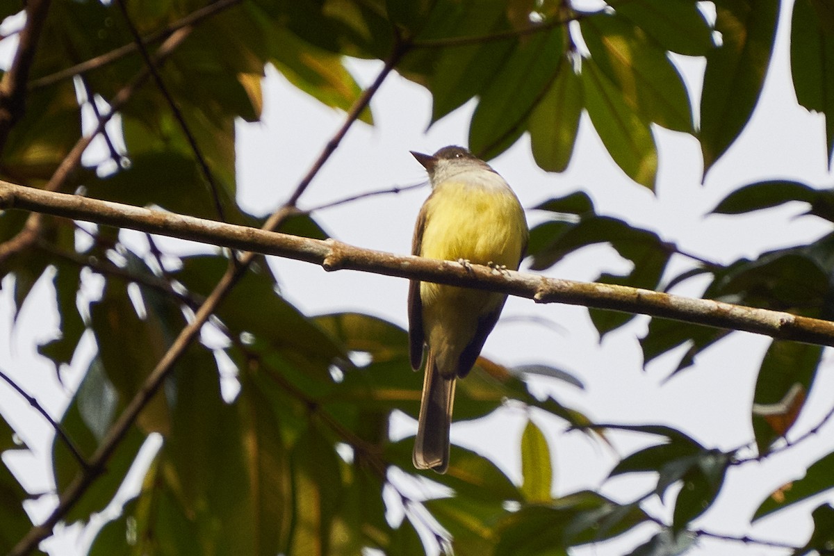 Dusky-capped Flycatcher - ML625984720