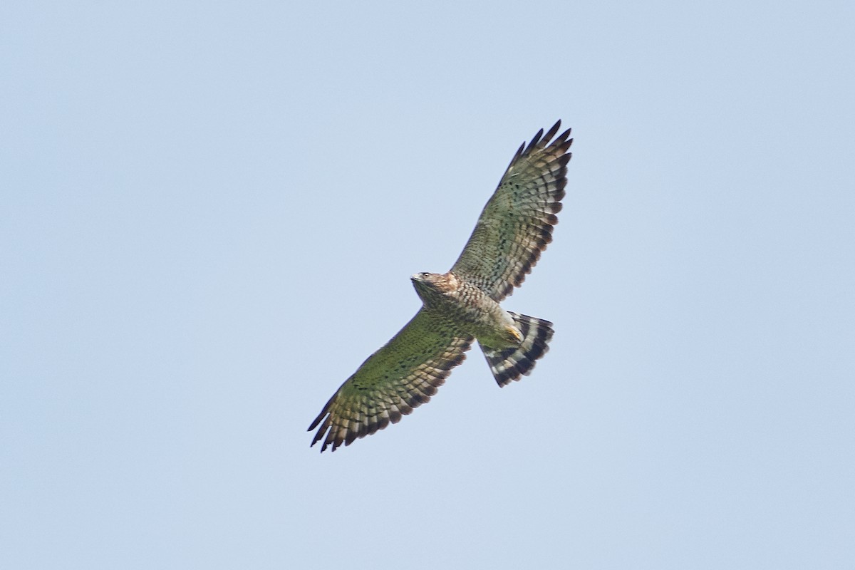 Broad-winged Hawk - ML625984732