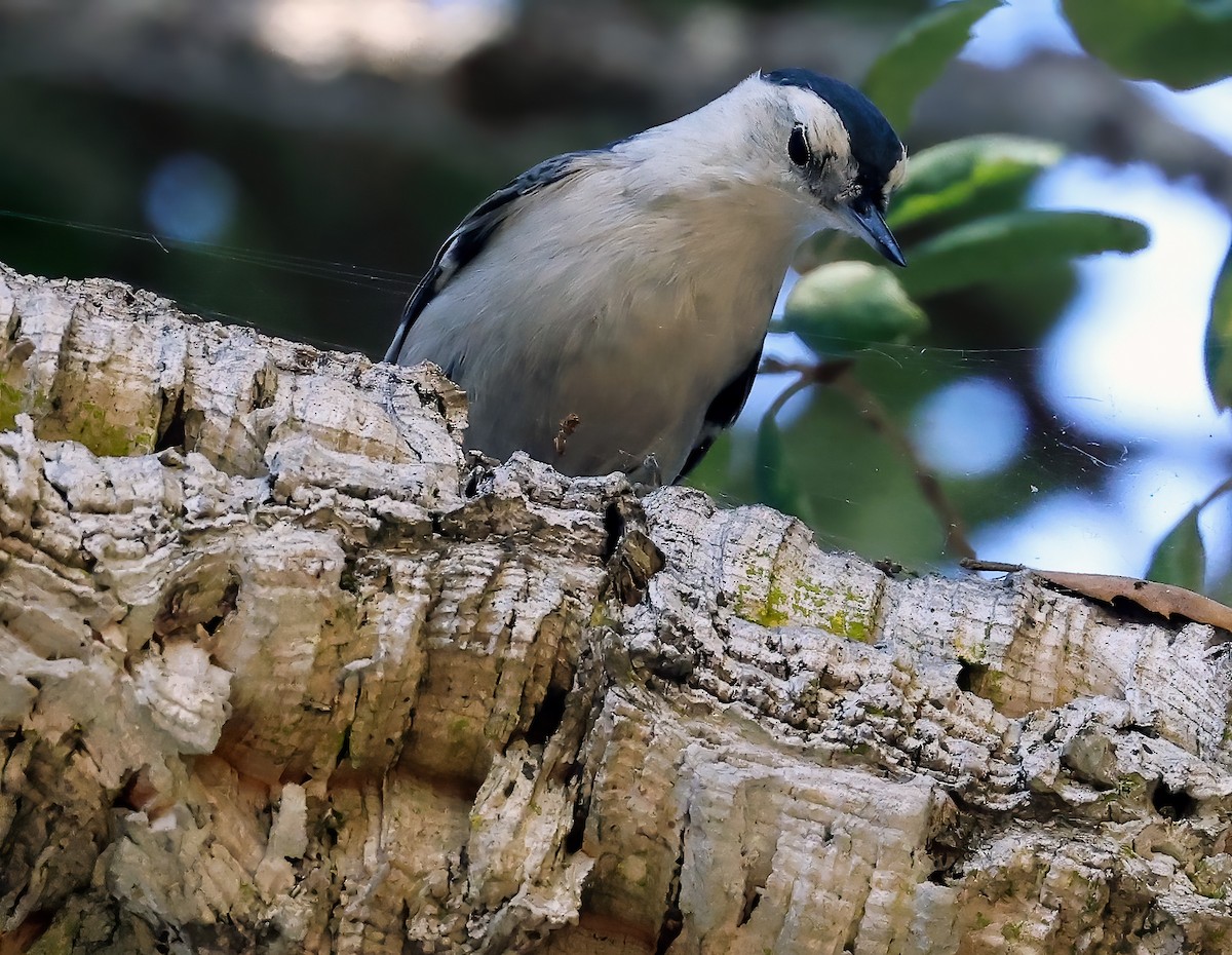 White-breasted Nuthatch - ML625984766