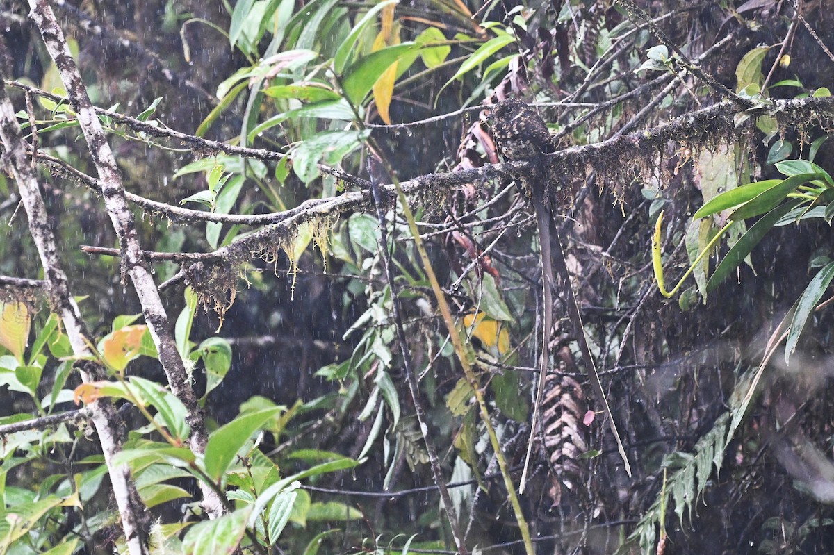 Swallow-tailed Nightjar - ML625984779