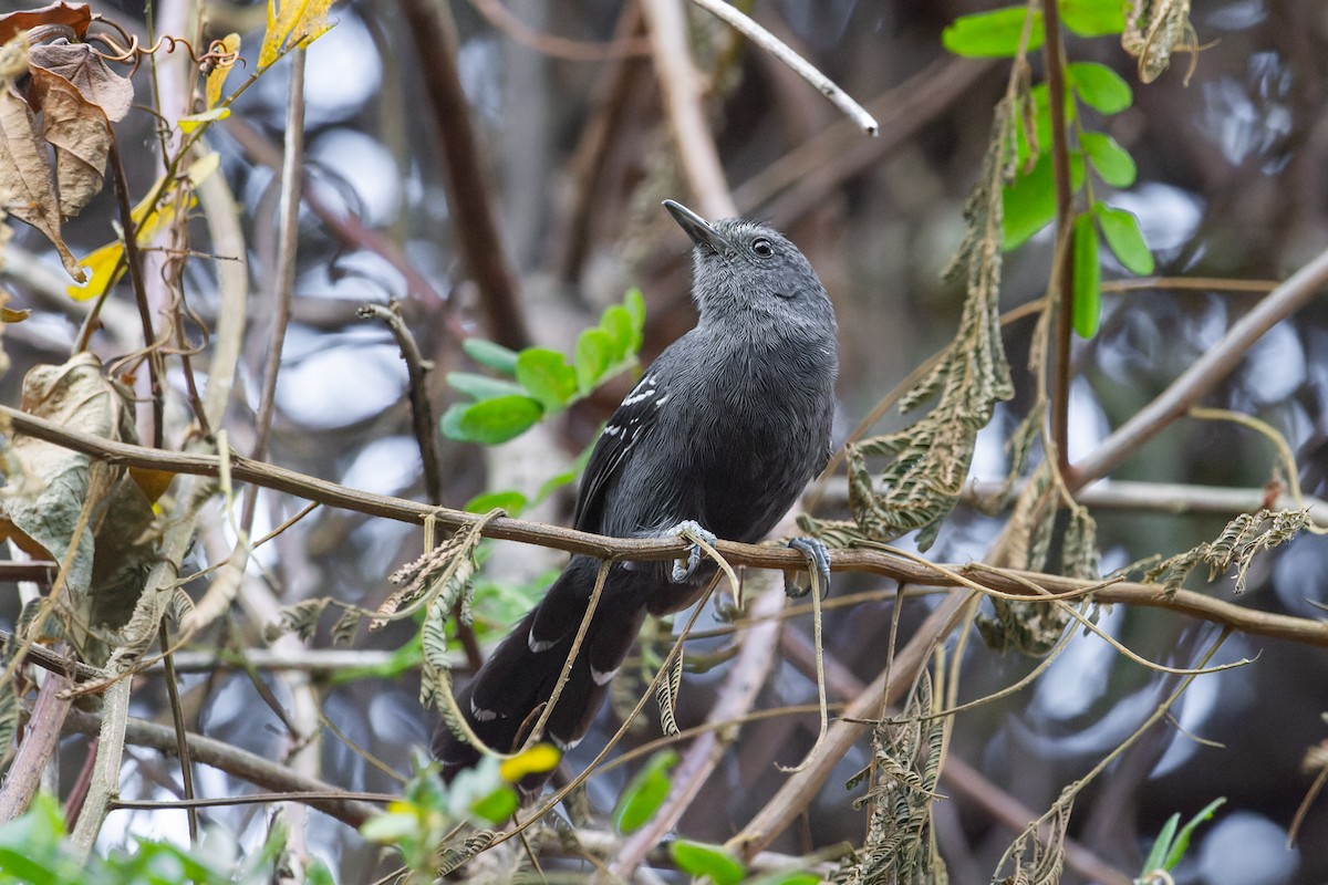 Rio de Janeiro Antbird - ML625984827