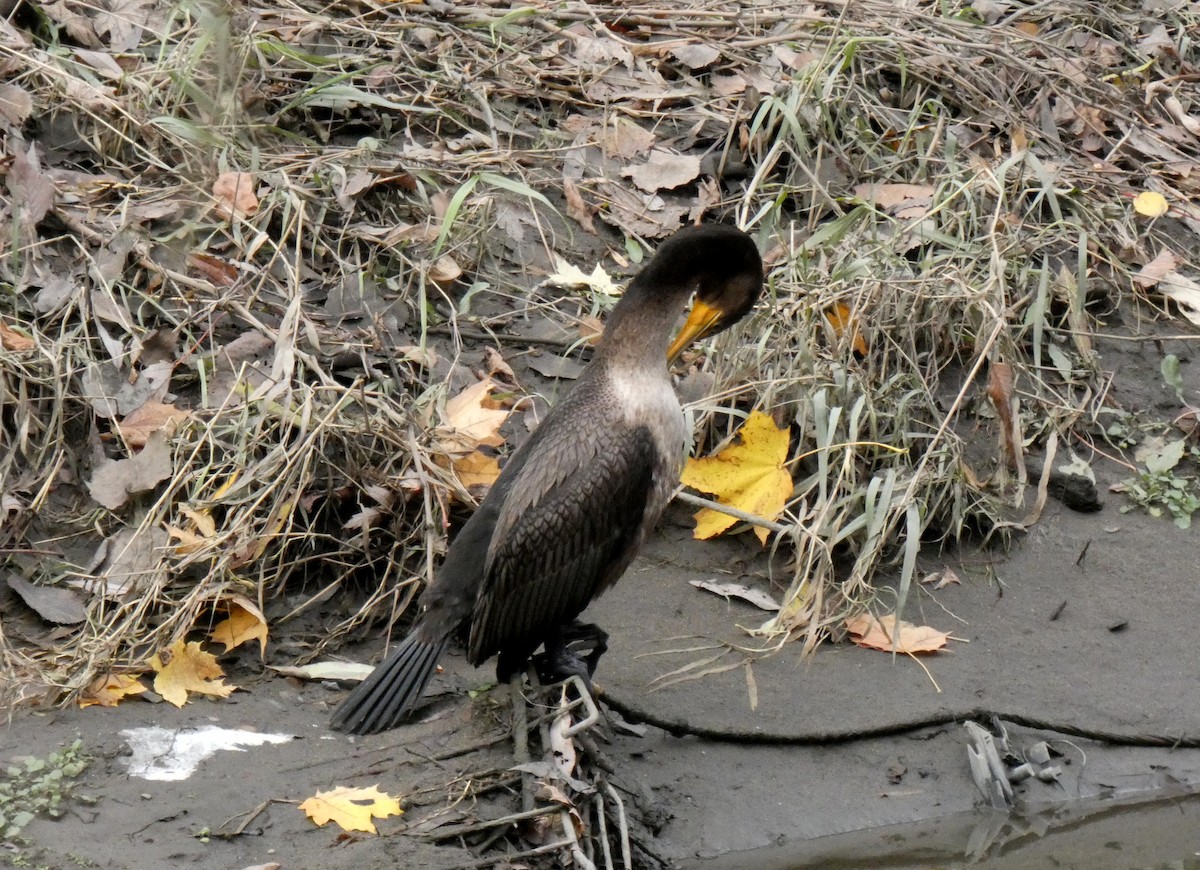 Double-crested Cormorant - ML625984870