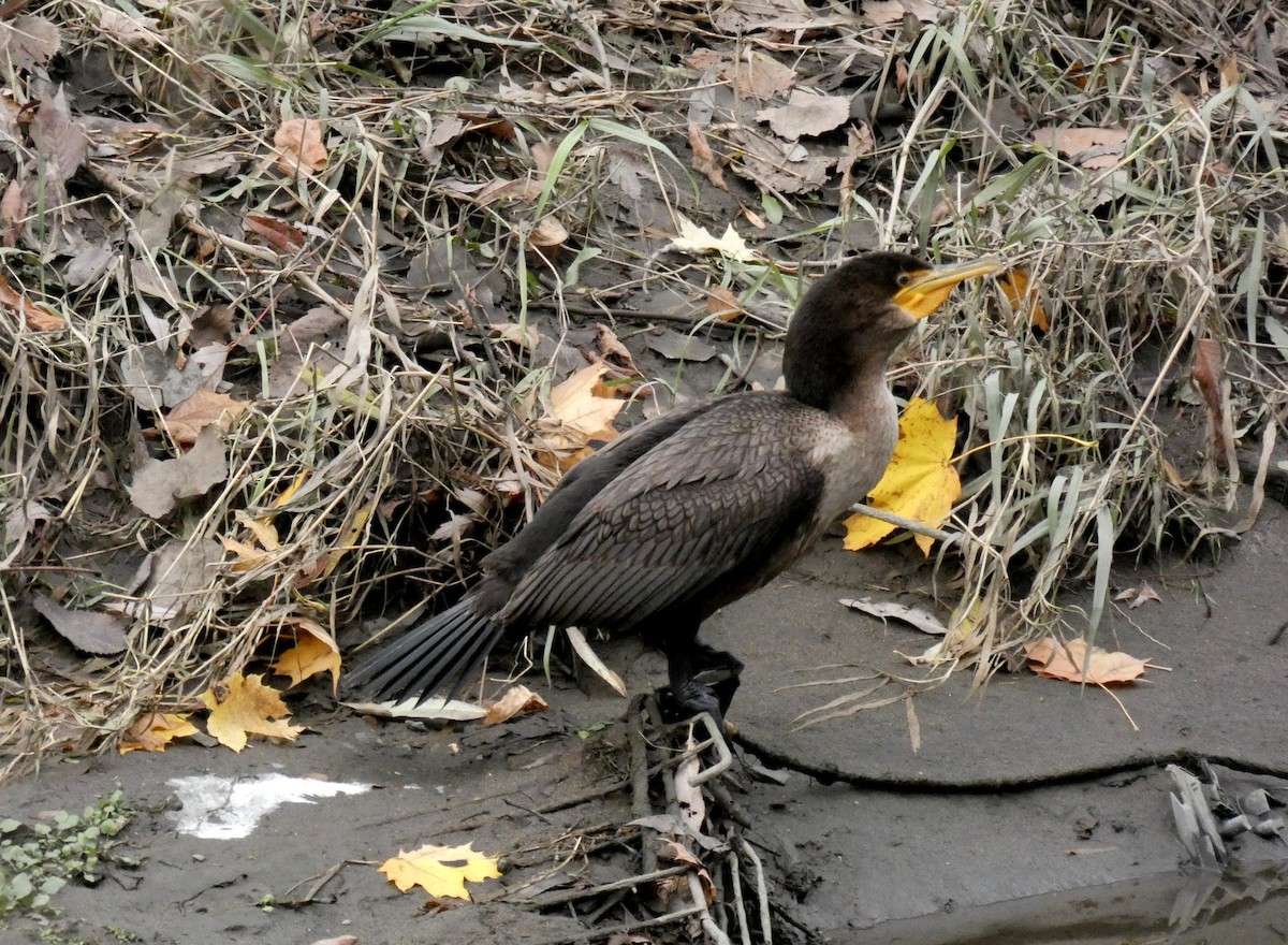 Double-crested Cormorant - ML625984873