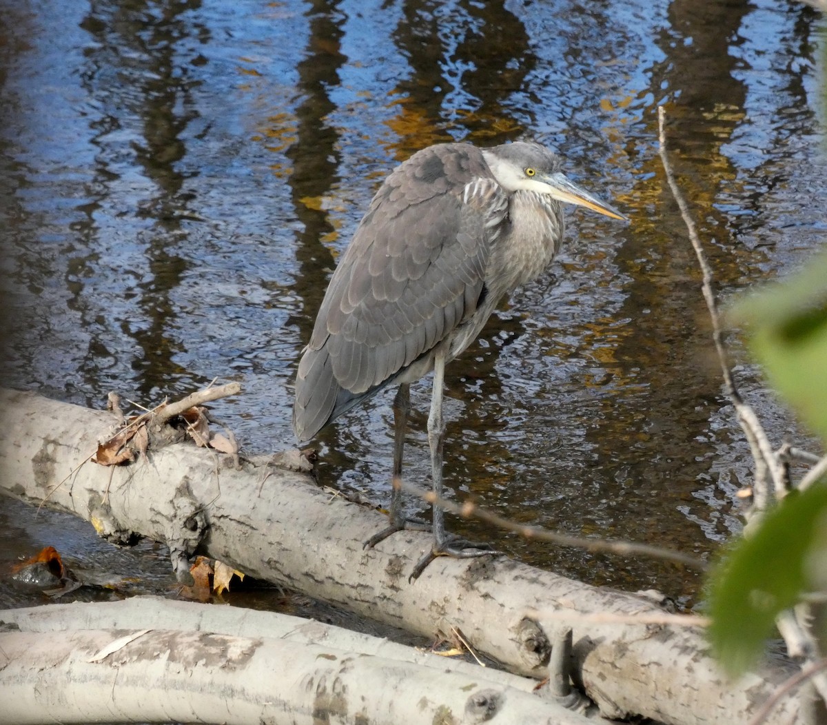 Great Blue Heron - ML625984877