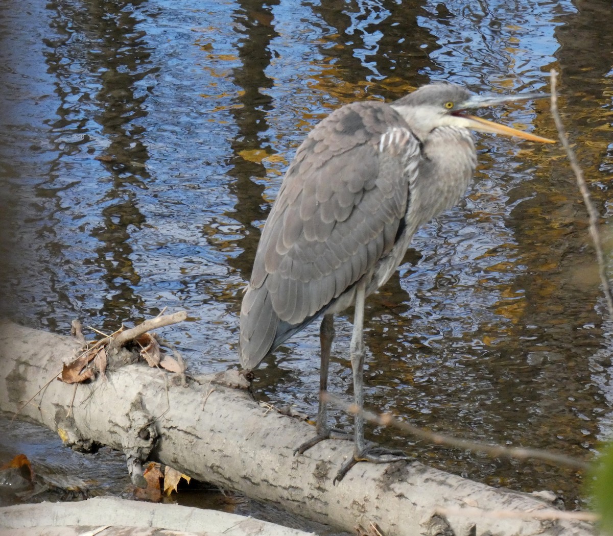 Great Blue Heron - ML625984887