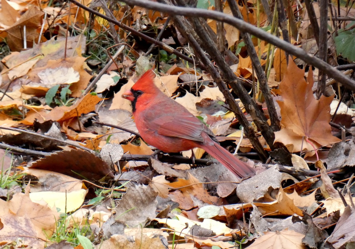 Northern Cardinal - ML625984918