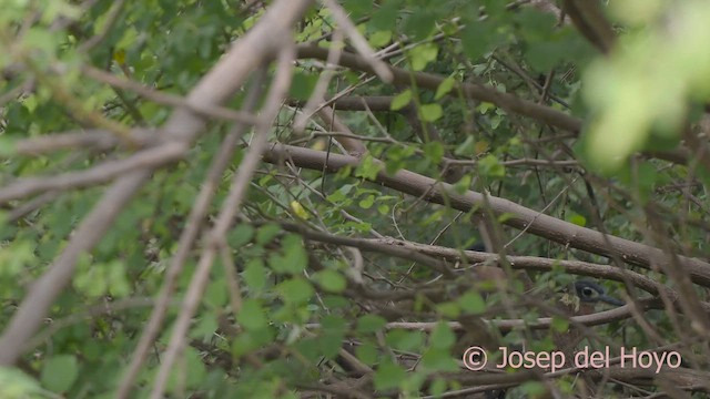 White-backed Night Heron - ML625985094