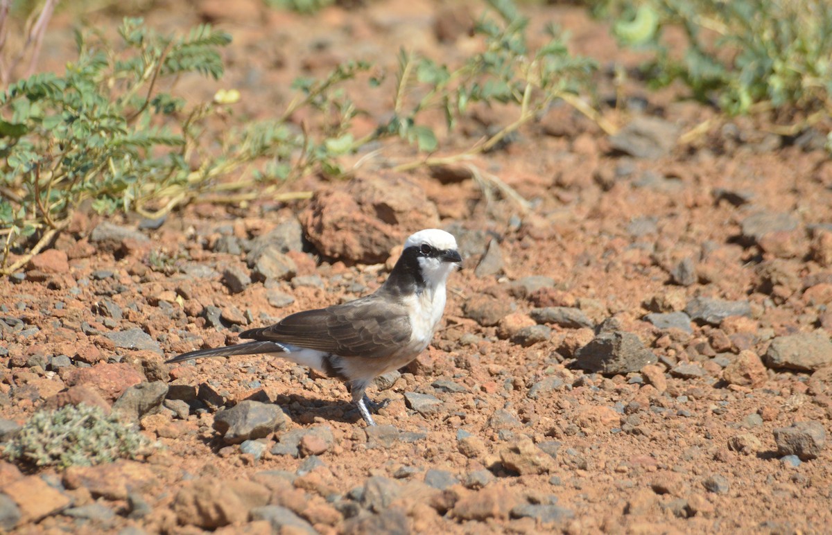 White-rumped Shrike - ML625985194