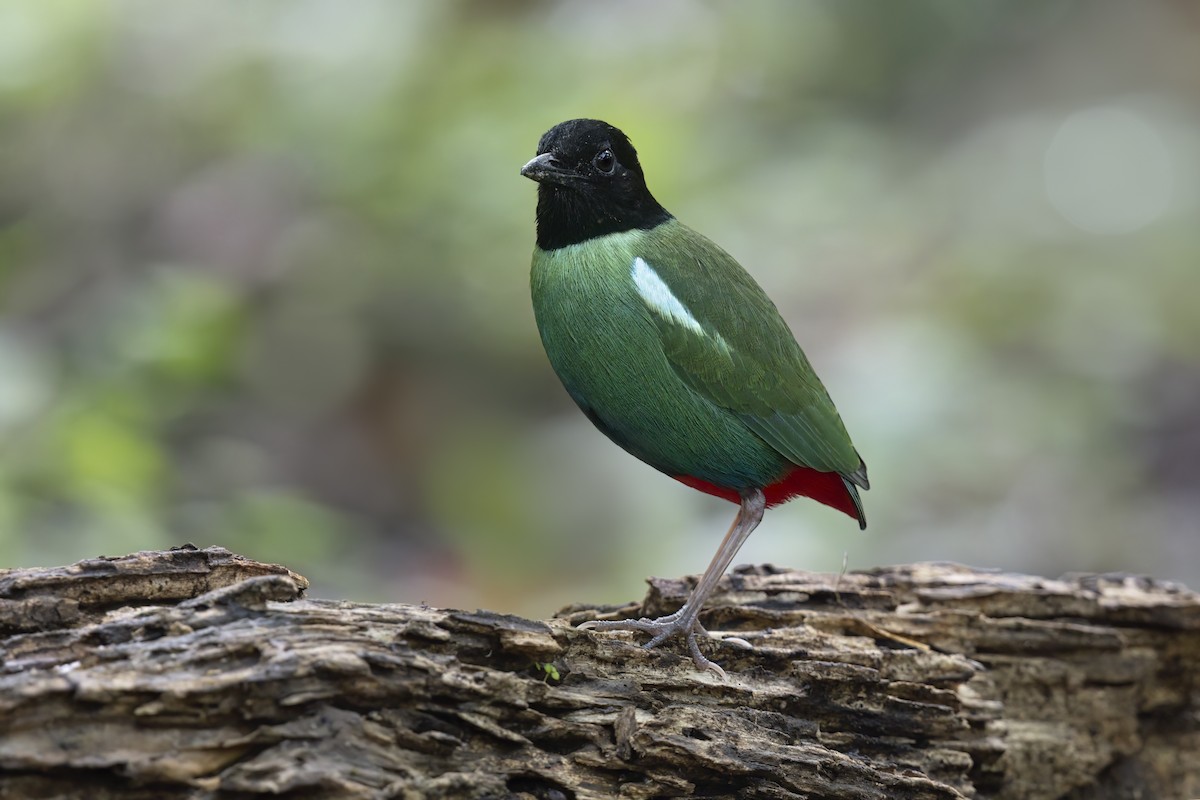 Eastern Hooded Pitta - ML625985386