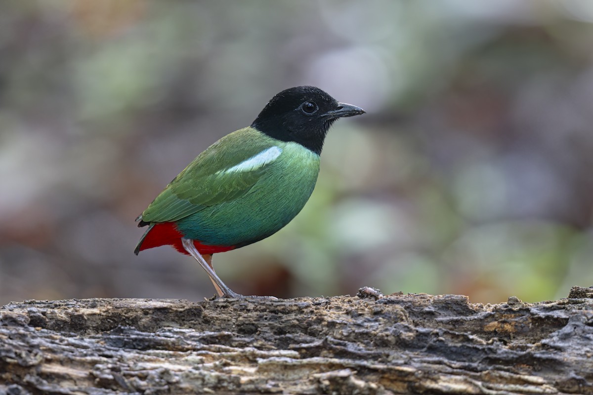 Eastern Hooded Pitta - ML625985387