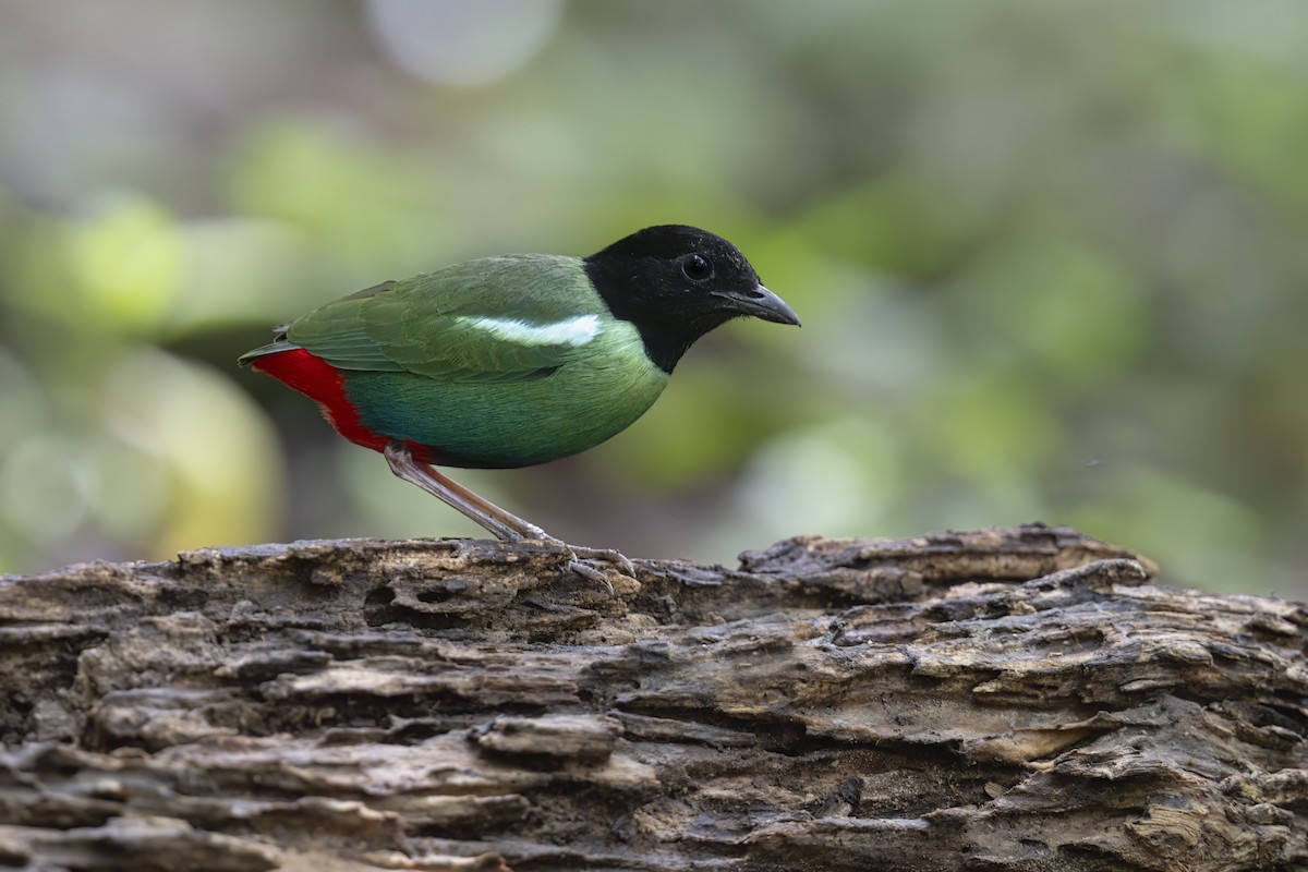 Eastern Hooded Pitta - ML625985388