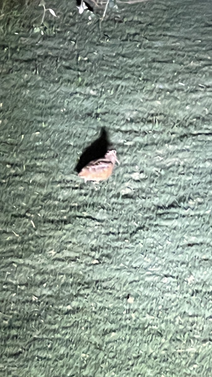 American Woodcock - ML625985438