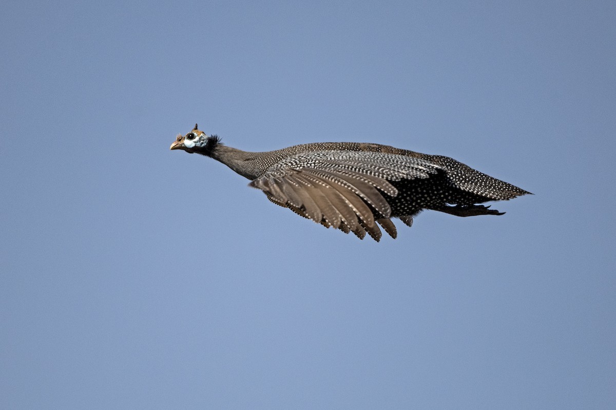 Helmeted Guineafowl (Helmeted) - ML625985478