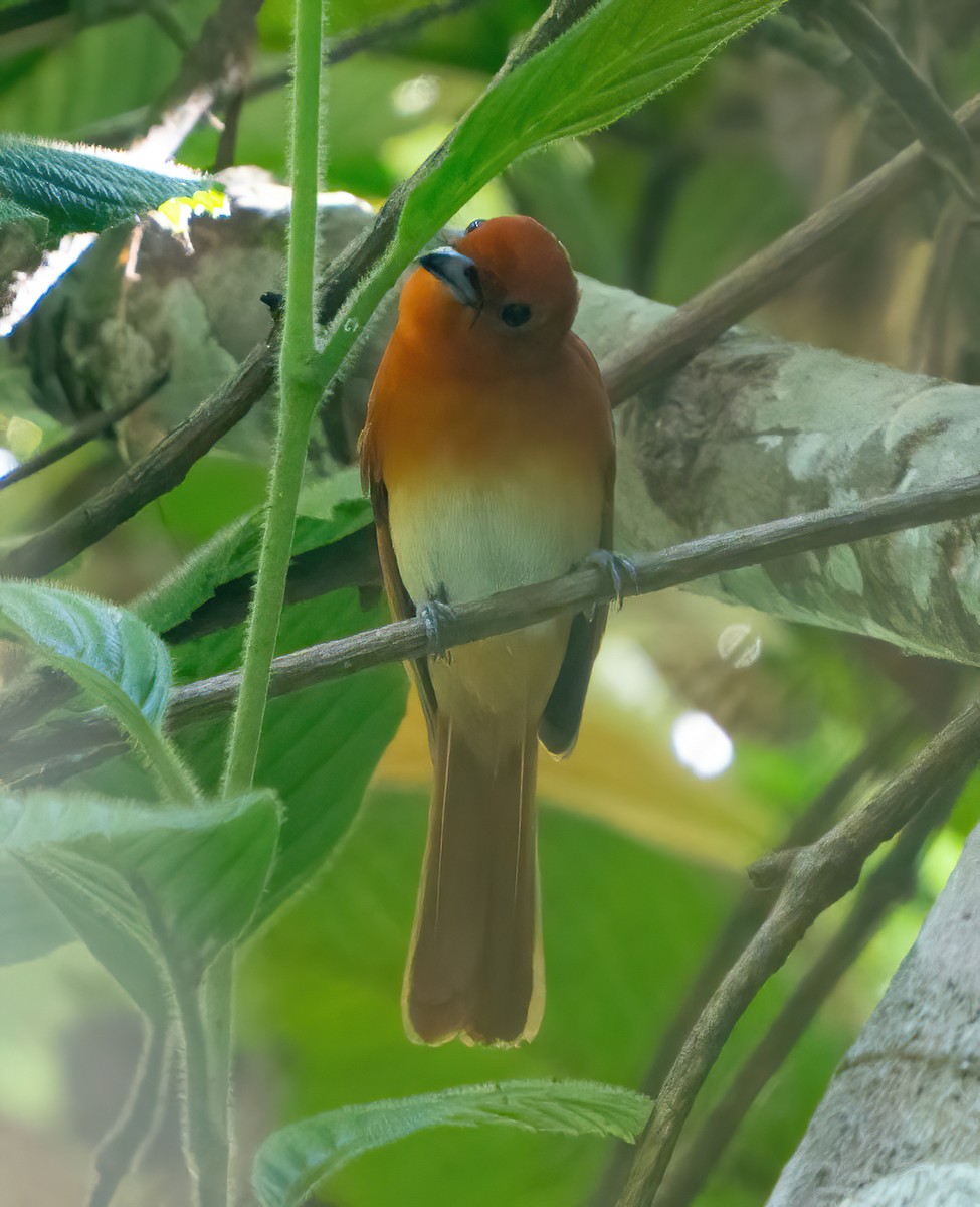 Rufous Paradise-Flycatcher - ML625985479