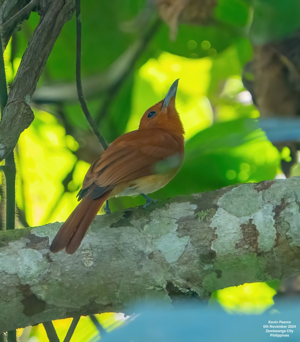 Rufous Paradise-Flycatcher - ML625985480