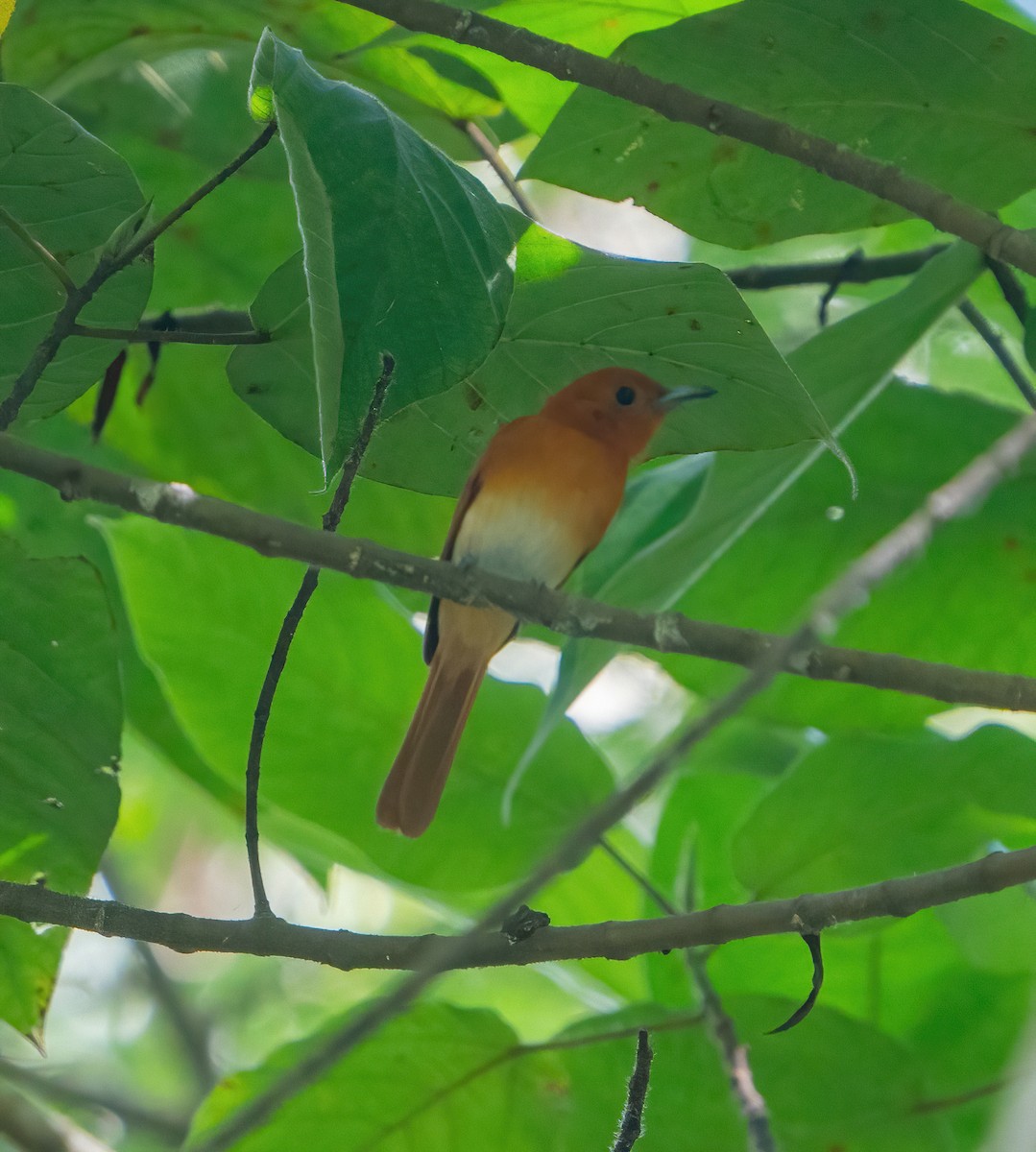 Rufous Paradise-Flycatcher - ML625985481