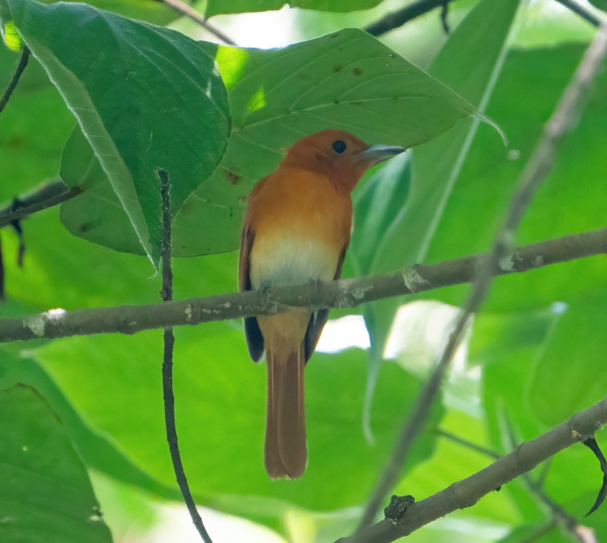 Rufous Paradise-Flycatcher - ML625985483