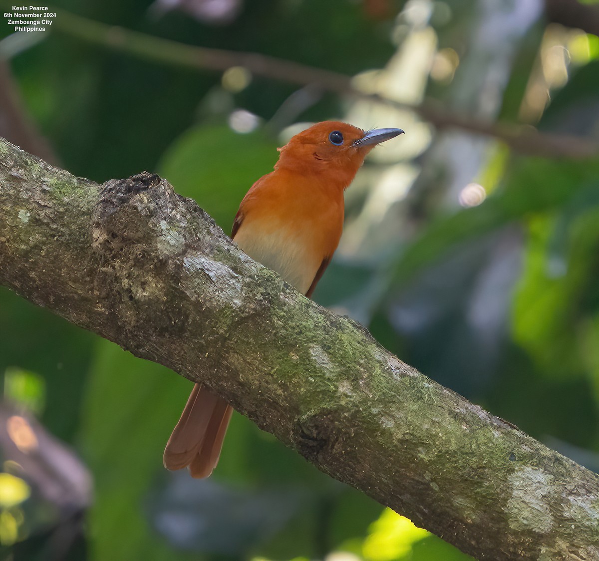 Rufous Paradise-Flycatcher - ML625985484