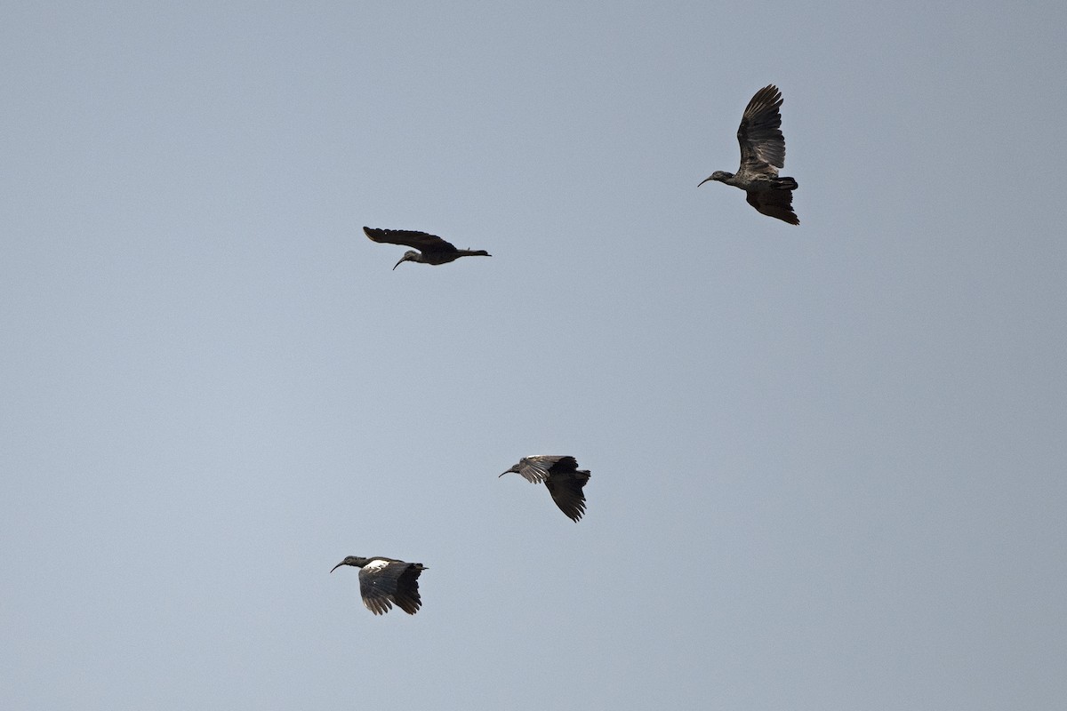 Wattled Ibis - ML625985553