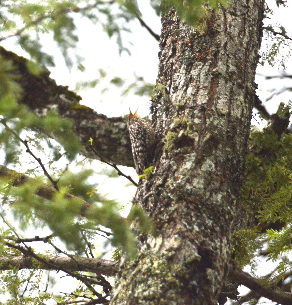 African Spotted Creeper - ML625985574