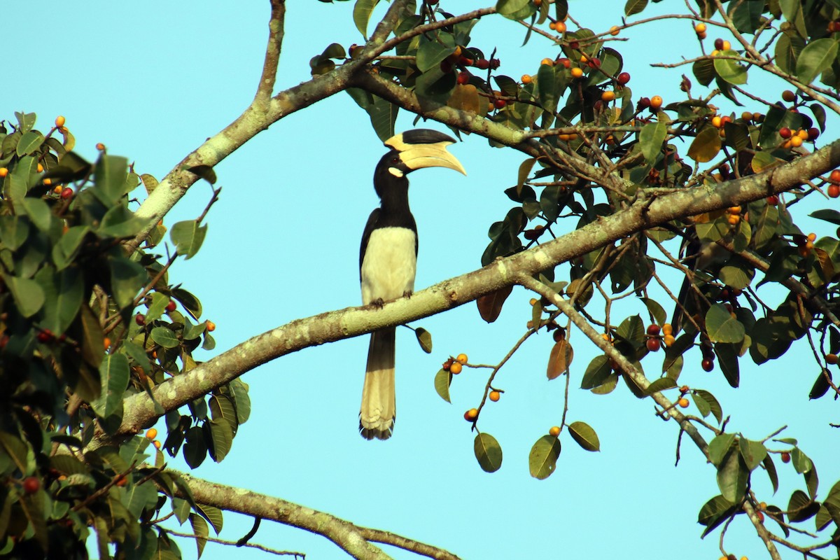 Malabar Pied-Hornbill - ML625985594