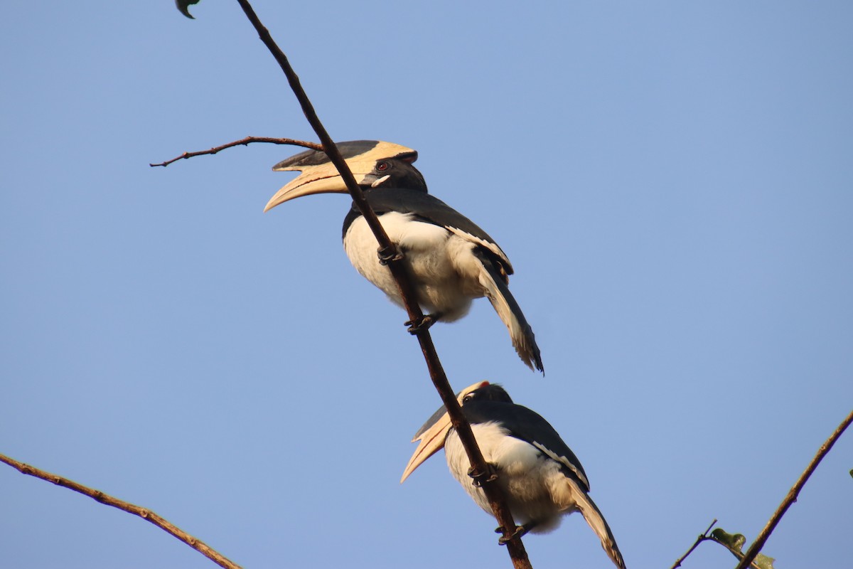 Malabar Pied-Hornbill - ML625985595