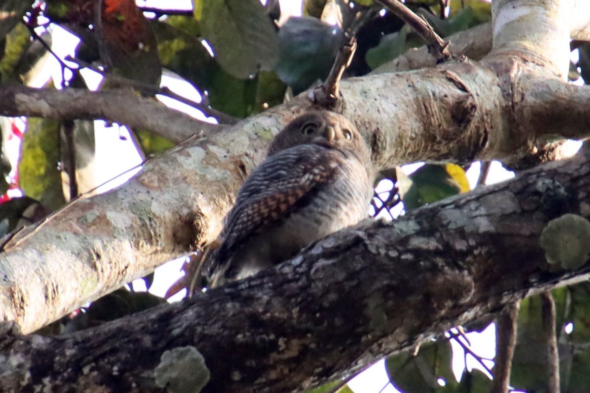 Jungle Owlet - ML625985625