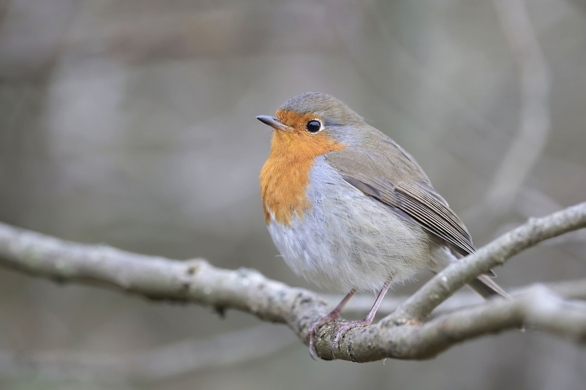 European Robin - ML625985633