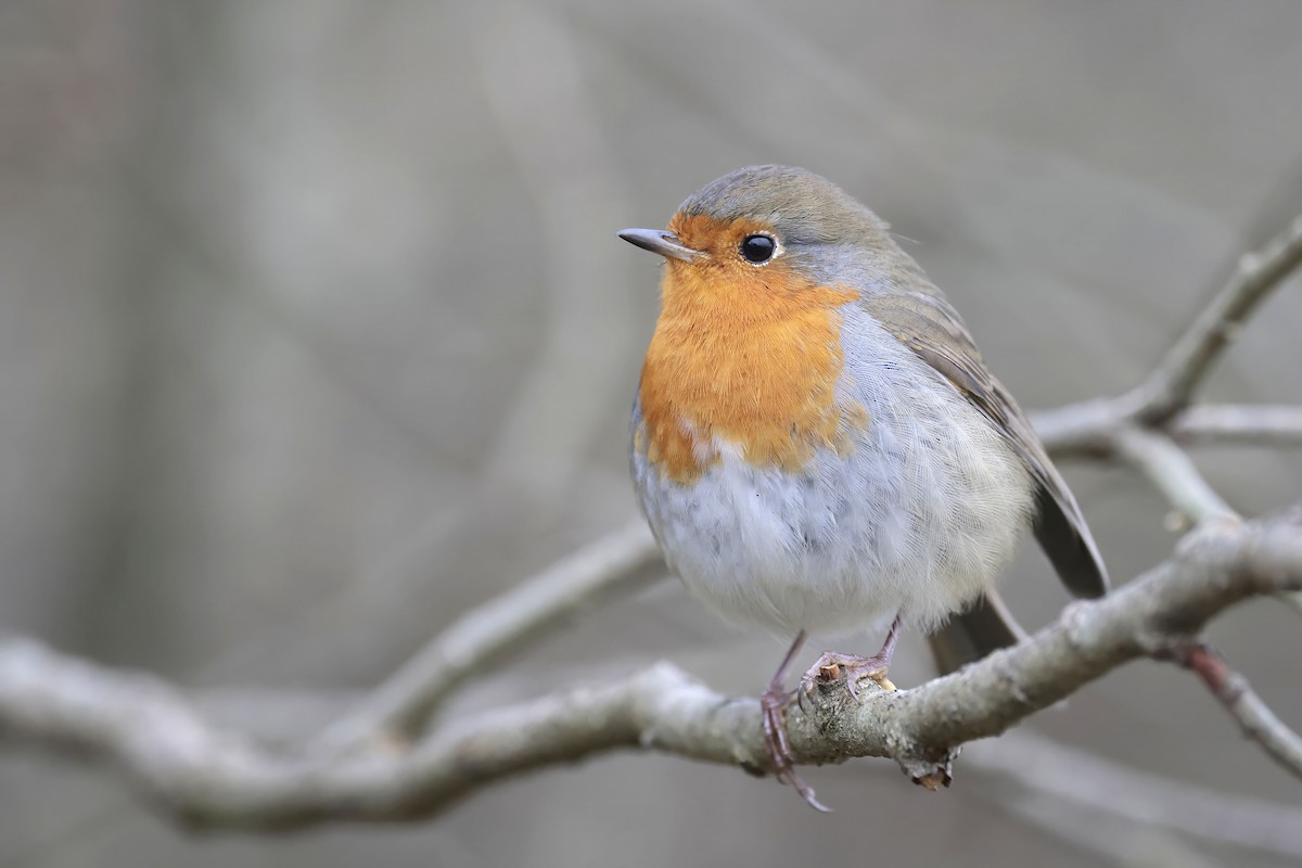 European Robin - ML625985634