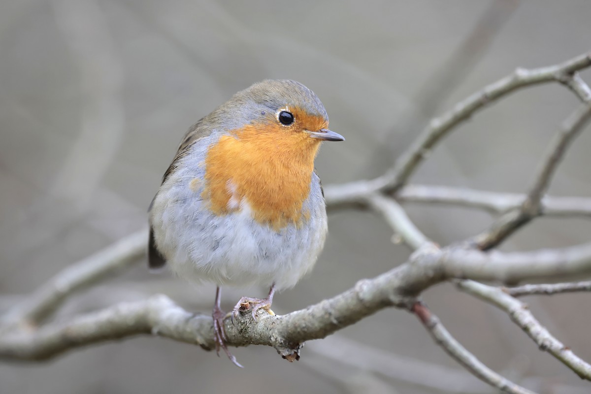 European Robin - ML625985635