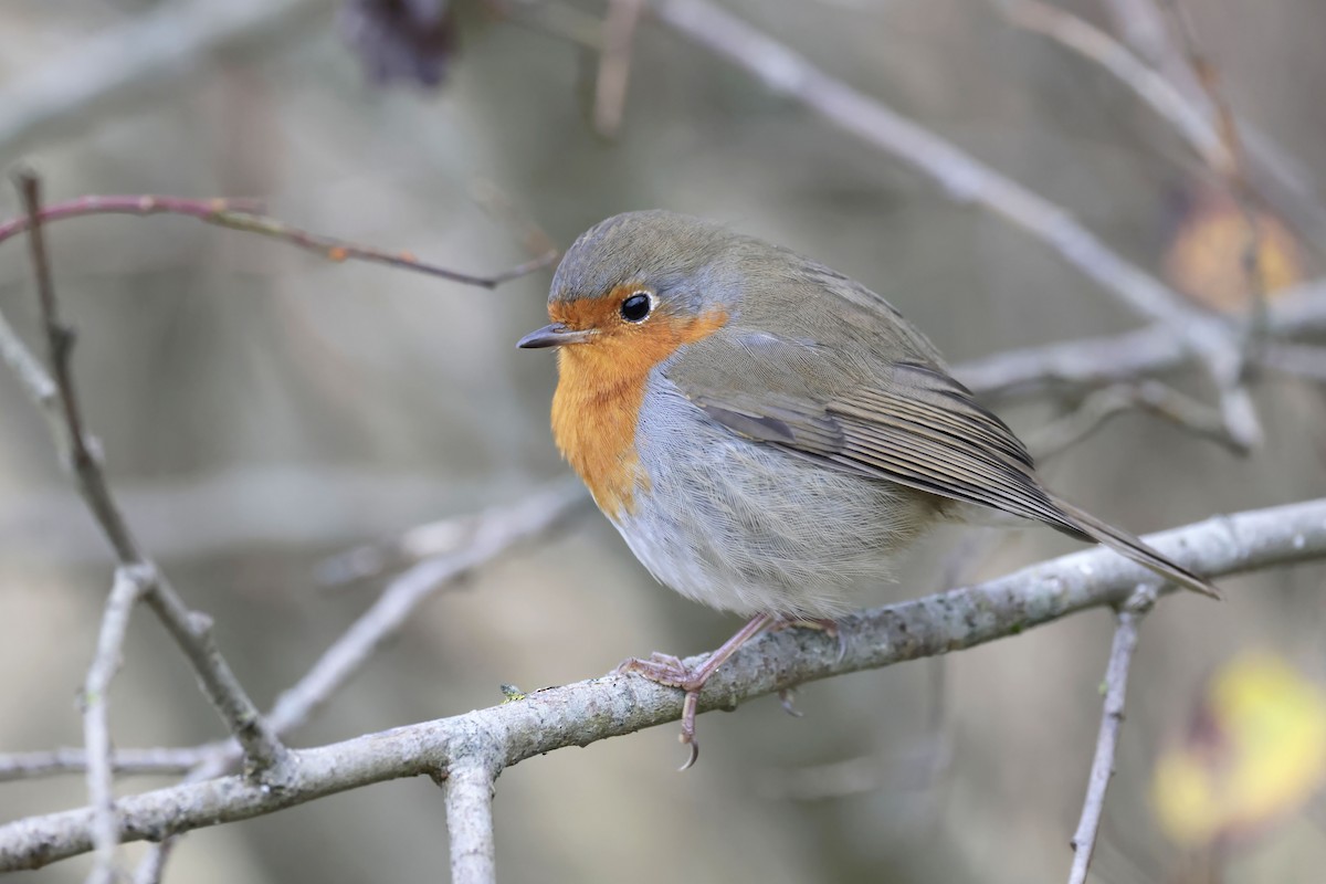 European Robin - ML625985636