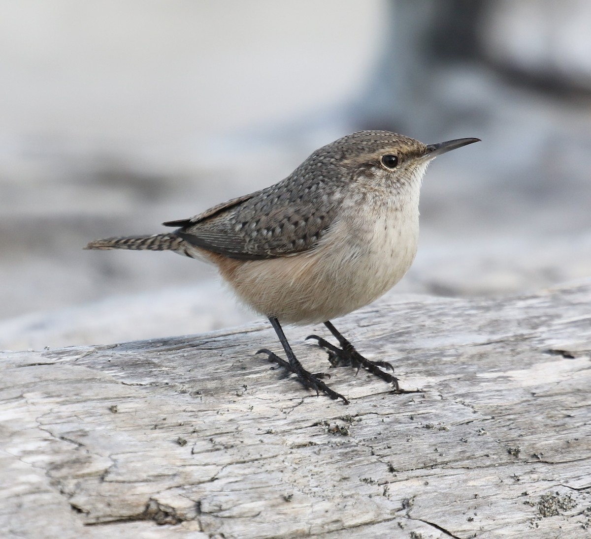 Rock Wren - ML625985750